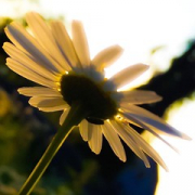 Camomile sunset • <a style="font-size:0.8em;" href="http://www.flickr.com/photos/26518106@N02/28290359071/" target="_blank">View on Flickr</a>